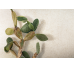 Sensi By Thun White Lithos Bocrd/Ret 1200x2800 768611 Florim