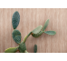 Sensi Terre By Thun Mattone Cannettato Cannete/Ret 600x1200 781496 Florim