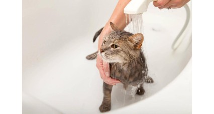 Як захистити вашу сантехніку від домашніх тварин