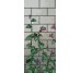 Мозаїка (290.5x129.1) Calystegia A - Decori in Tecnica Artistica з колекції Decori in Tecnica Artistica Bisazza