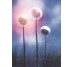 Декор (27х60) DECOR POPPY-3 (комплект з 3шт) з колекції Axel Novogres