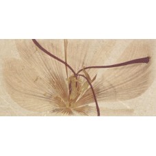 Декор (25х50) DECOR STUDIO SAND FLOR из коллекции Studio Fanal Испания — страница 9