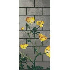 Мозаїка (290.5x129.1) Ranunculus B - Decori in Tecnica Artistica з колекції Decori in Tecnica Artistica Decori in Tecnica Artistica