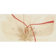 Декор (25х50) DECOR STUDIO IVORY FLOR з колекції Studio Studio Керамічна плитка Fanal