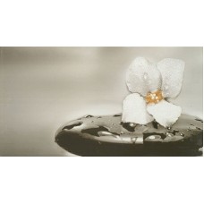Декор (32.5х60) LUXE WHITE BANO 1 з колекції Luxe Luxe Керамічна плитка Fanal — сторінка 2