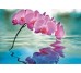 Декор Gr 34 Deco Noah 50Х73 з колекції Velvet Ceracasa Ceramica