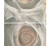Decor (32.5x60) CARRARA FLOR 2(1 pc from set 2 pc) из коллекции Carrara Fanal