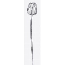 Настенное панно Van Der Hilst 3 Bianco Extra 60x240 Tuli Charme из коллекции Tuli Charme Tuli Charme