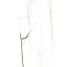 Плитка Am 2 Sahara Blanc Honed Ret - 59.6x119.2 99990 Archimarble 2 з колекції Archimarble 2 Cerdisa